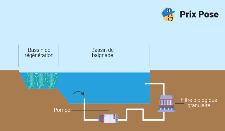 Schéma d'une piscine naturelle avec un système de filtration ex situ, montrant un bassin de baignade entouré de bassins de régénération. Un système de pompe et un filtre biologique granulaire sont illustrés pour la filtration de l'eau. Texte : 'Bassin de régénération', 'Bassin de baignade', 'Pompe', 'Filtre biologique granulaire' et 'Prix Pose'.