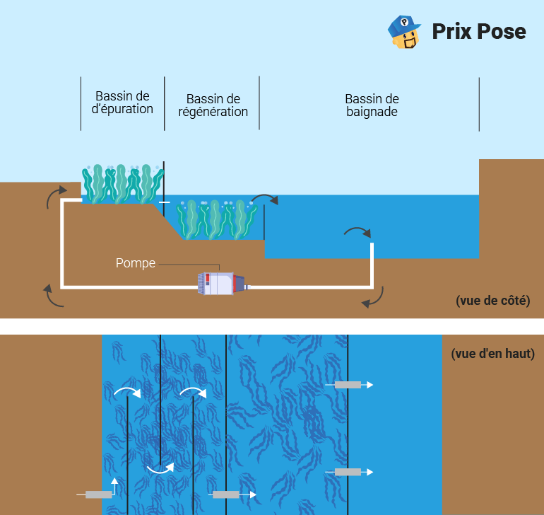 Schéma d'une piscine naturelle avec filtration hybride, montrant une vue de côté et une vue d'en haut. La vue de côté présente un bassin d'épuration avec des plantes aquatiques, un bassin de régénération et un bassin de baignade, reliés par un système de pompe pour la circulation de l'eau. La vue d'en haut illustre les mouvements de l'eau et la disposition des plantes aquatiques. Texte : 'Bassin d'épuration', 'Bassin de régénération', 'Bassin de baignade', 'Pompe', '(vue de côté)', '(vue d'en haut)' et 'Prix Pose'.