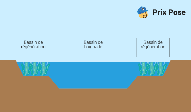 Schéma d'une piscine naturelle montrant la disposition des bassins : un bassin de baignade au centre entouré de deux bassins de régénération avec des plantes aquatiques pour la filtration de l'eau. Texte : 'Bassin de régénération', 'Bassin de baignade' et 'Prix Pose'.